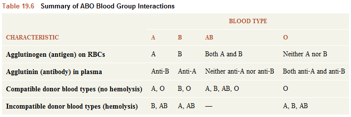 Table 19.6, Summary of ABO blood group interactions, has rows of characteristics and columns of blood types A, B, AB, and O. For blood type A, agglutinogen (antigen) on RBCs is A, agglutinin (antibody) in plasma is anti-B, compatible donor blood types (no hemolysis) are A and O, and incompatible donor blood types (hemolysis) are B and AB. For blood type B, agglutinogen is B, agglutinin is anti-A, compatible donor blood types are B and O, and incompatible donor blood types are A and AB. For blood type AB, there are both A and B agglutinogens, there are neither anti-A nor anti-B agglutinins, compatible donor blood types are A, B, AB, and O, and there are no incompatible donor blood types. For blood type O, there are neither A nor B agglutinogens, there are both anti-A and anti-B agglutinins, compatible donor blood type is O, and incompatible donor blood types are A, B, and AB.