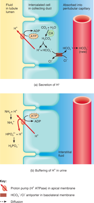 Diagram a is the secretion of hydrogen ion. The diagram has three regions from left to right: fluid in tubule lumen; intercalated cell in collecting duct; peritubular capillary. Within the collecting duct cell, C O 2 + H 2 O, along with C a, form H 2 C O 3. H 2 C O 3 splits into H plus + H C O 3, minus. The hydrogen ion moves through the proton pump (H plus A T P ase in apical membrane) and into the fluid in tubule lumen. H C O 3, minus moves out of the cell through the H C O 3, minus, single bond, C l minus antiporter in the basolateral membrane, and into the capillary via diffusion. C l minus moves from the capillary across the antiporter back into the cell. Diagram b shows the buffering of hydrogen ion in urine. Hydrogen ion inside the cell moves through the proton pump and into the lumen fluid. The hydrogen moves to two chemical reactions: N H 3 + H plus forms N H 4 plus; H P O 4, 2 minus + H plus forms H 2 P O, 4 minus.